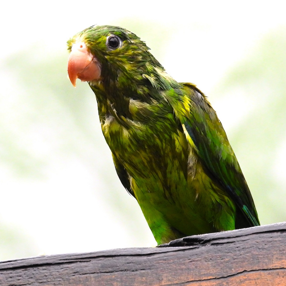 Toui tirica - ML647071929