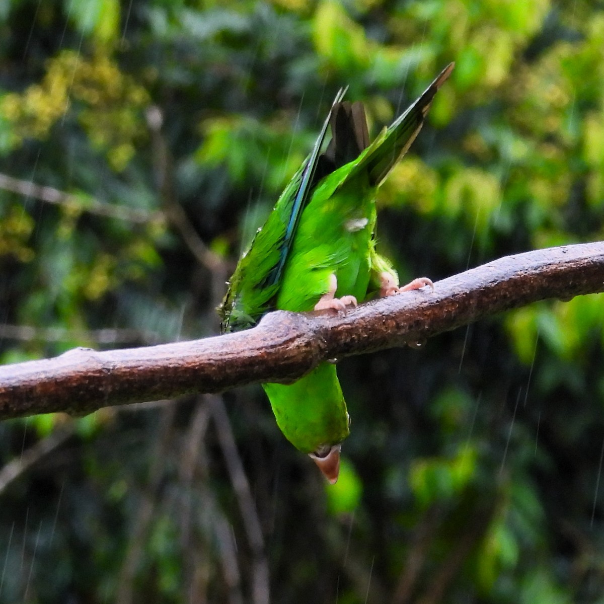 Toui tirica - ML647071930