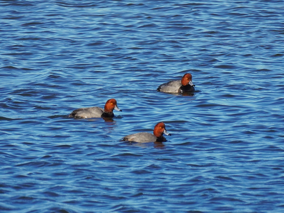 Fuligule à tête rouge - ML647071934