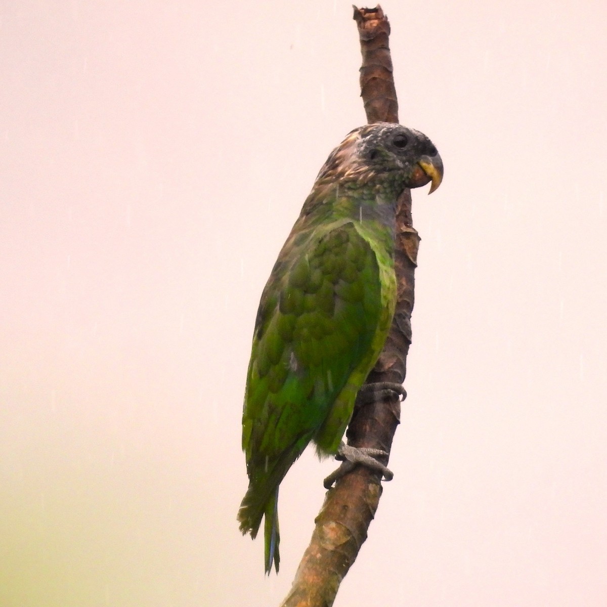 Scaly-headed Parrot - ML647071936