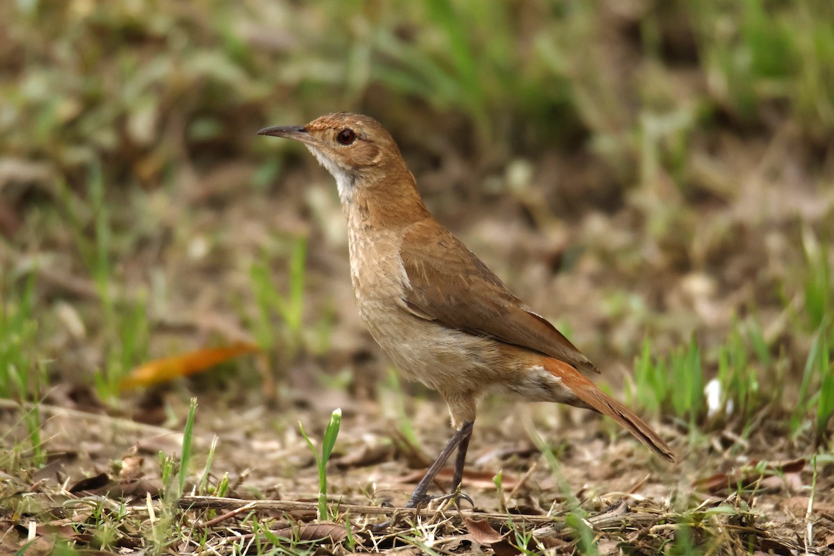セアカカマドドリ - ML647071938