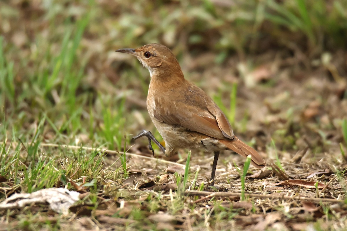 セアカカマドドリ - ML647071939