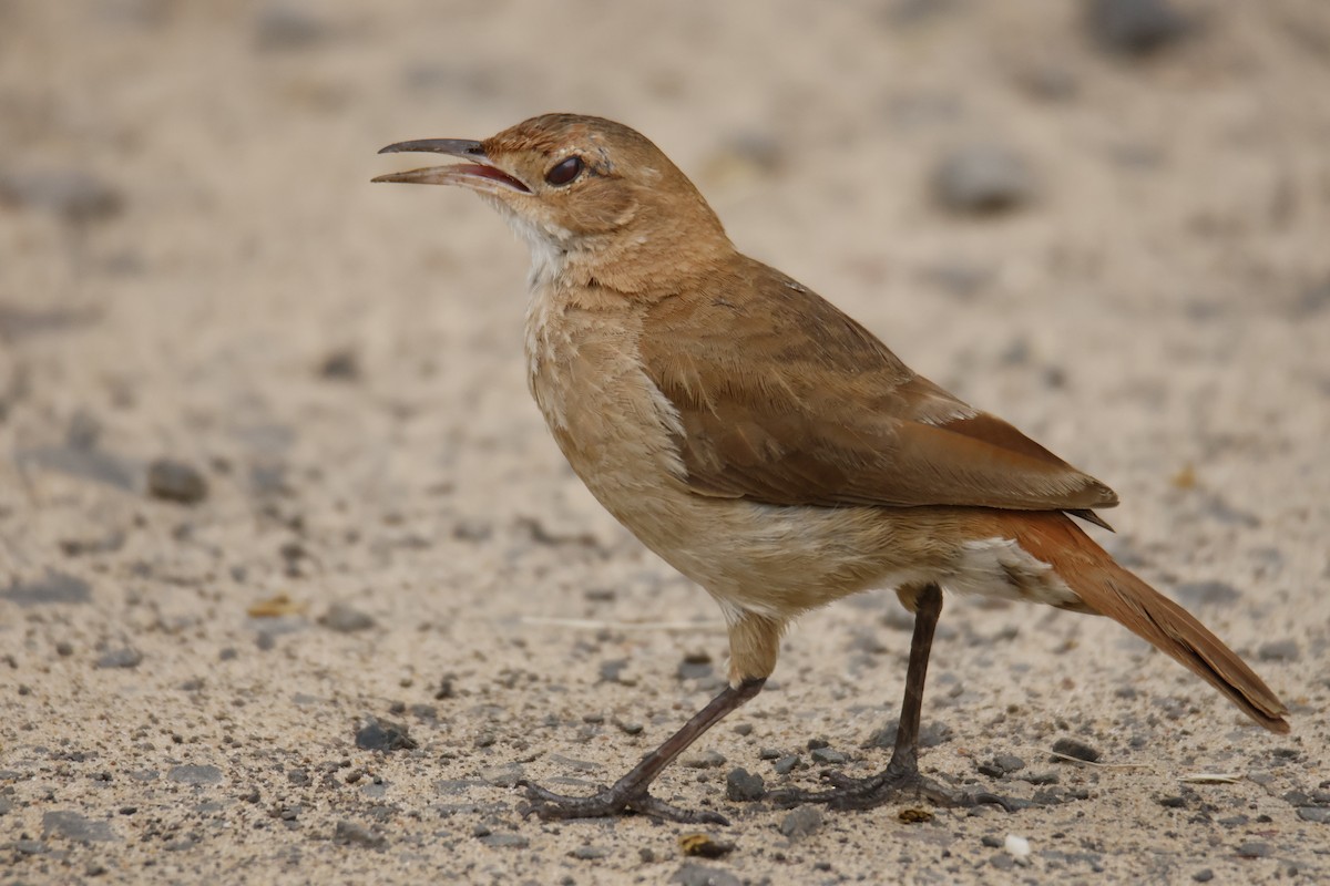 セアカカマドドリ - ML647071940