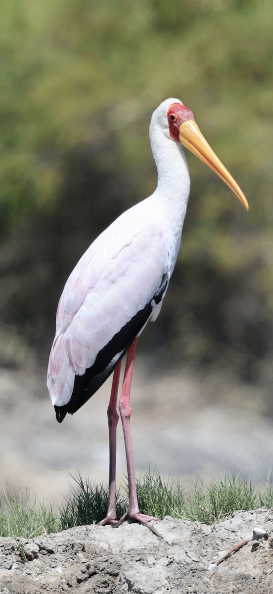 Tántalo Africano - ML647071953