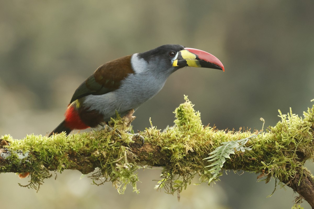 Tucán Pechigrís - ML647071962