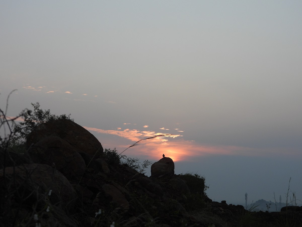 Terrera Colirroja - ML647071963