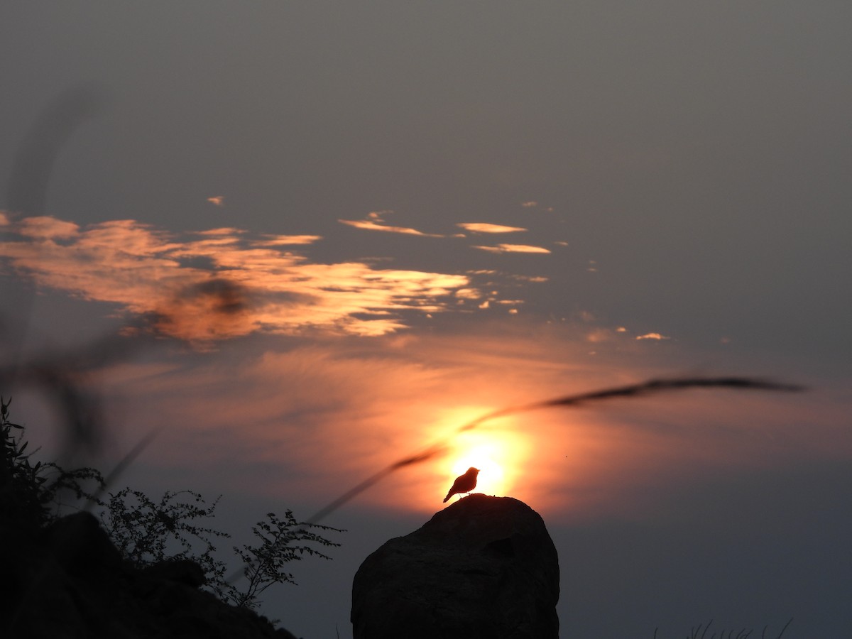 Terrera Colirroja - ML647071964