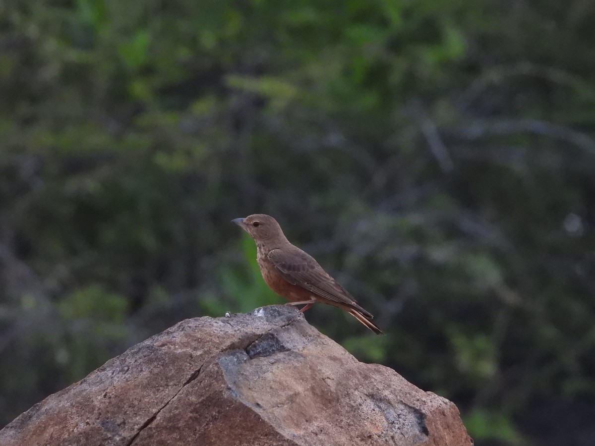 Terrera Colirroja - ML647071967