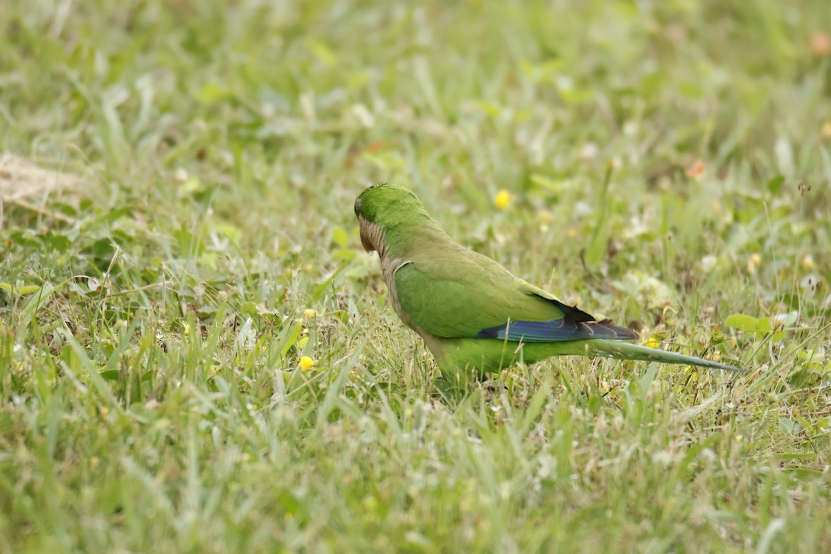 オキナインコ - ML647071969