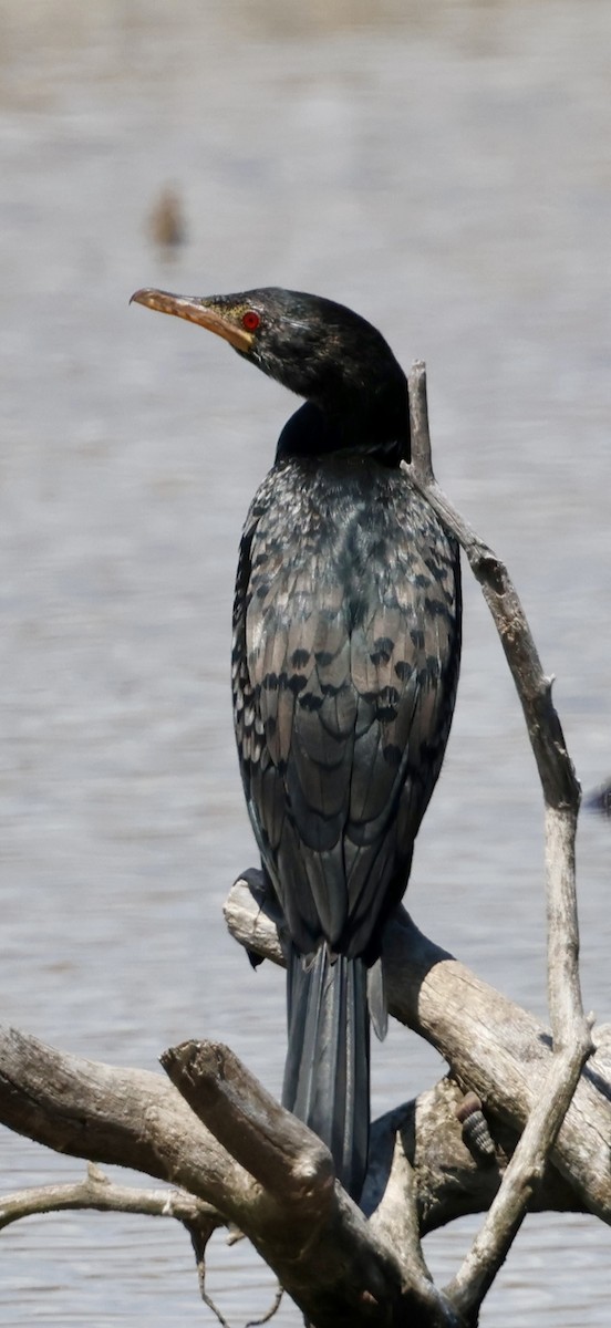 Cormorán Africano - ML647071970