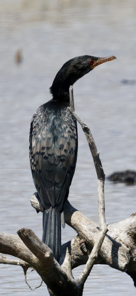 Cormorán Africano - ML647071971