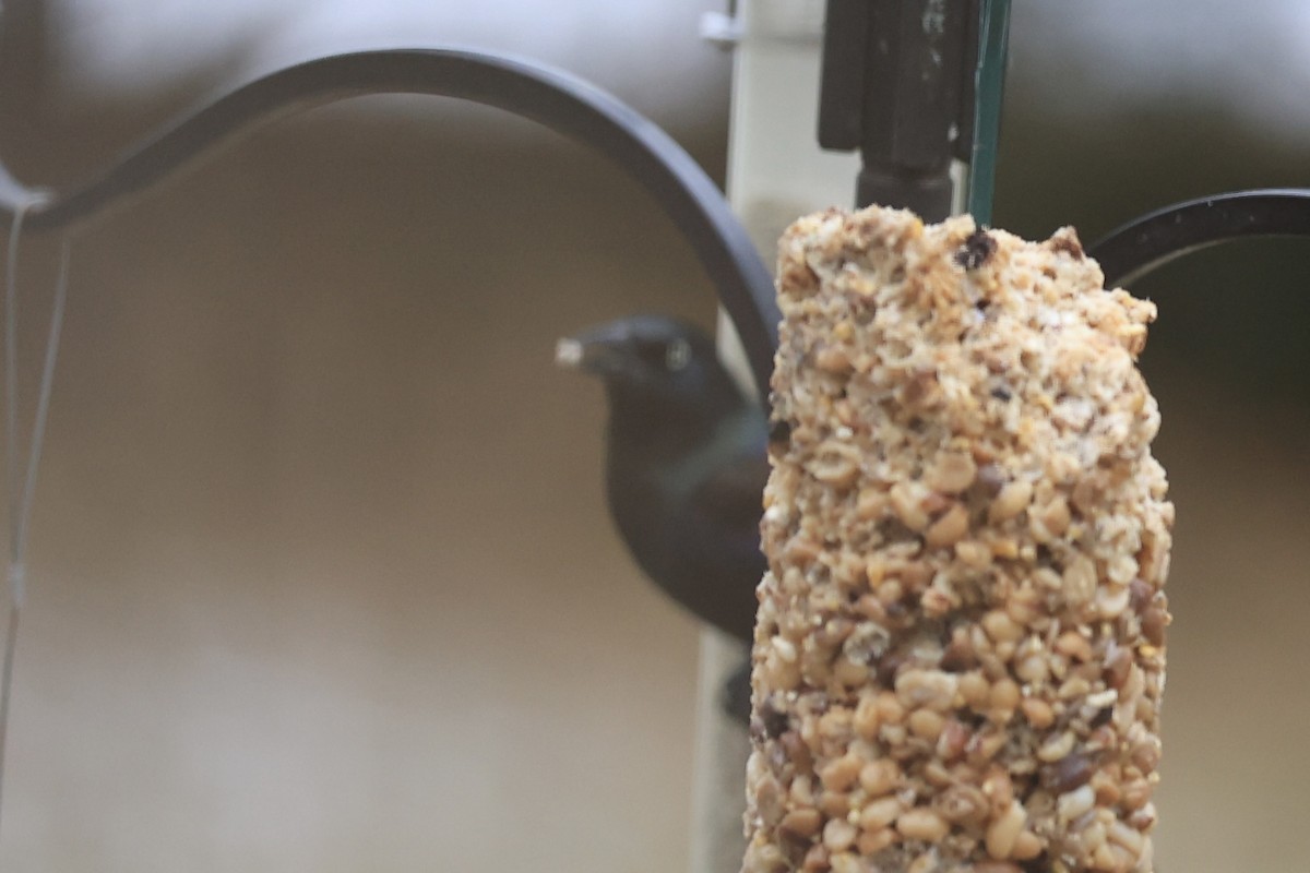 Purpurgrackel - ML647071972