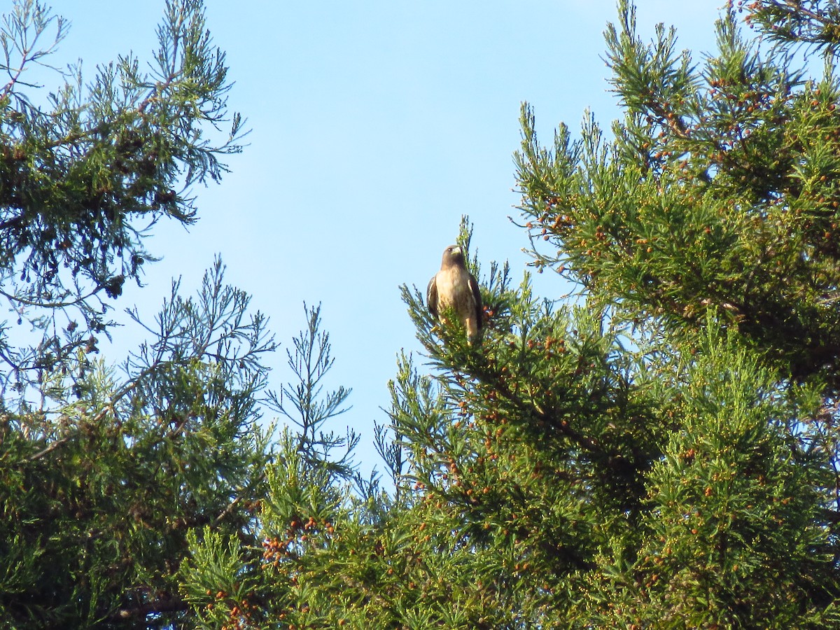 Busardo Colirrojo - ML647071973