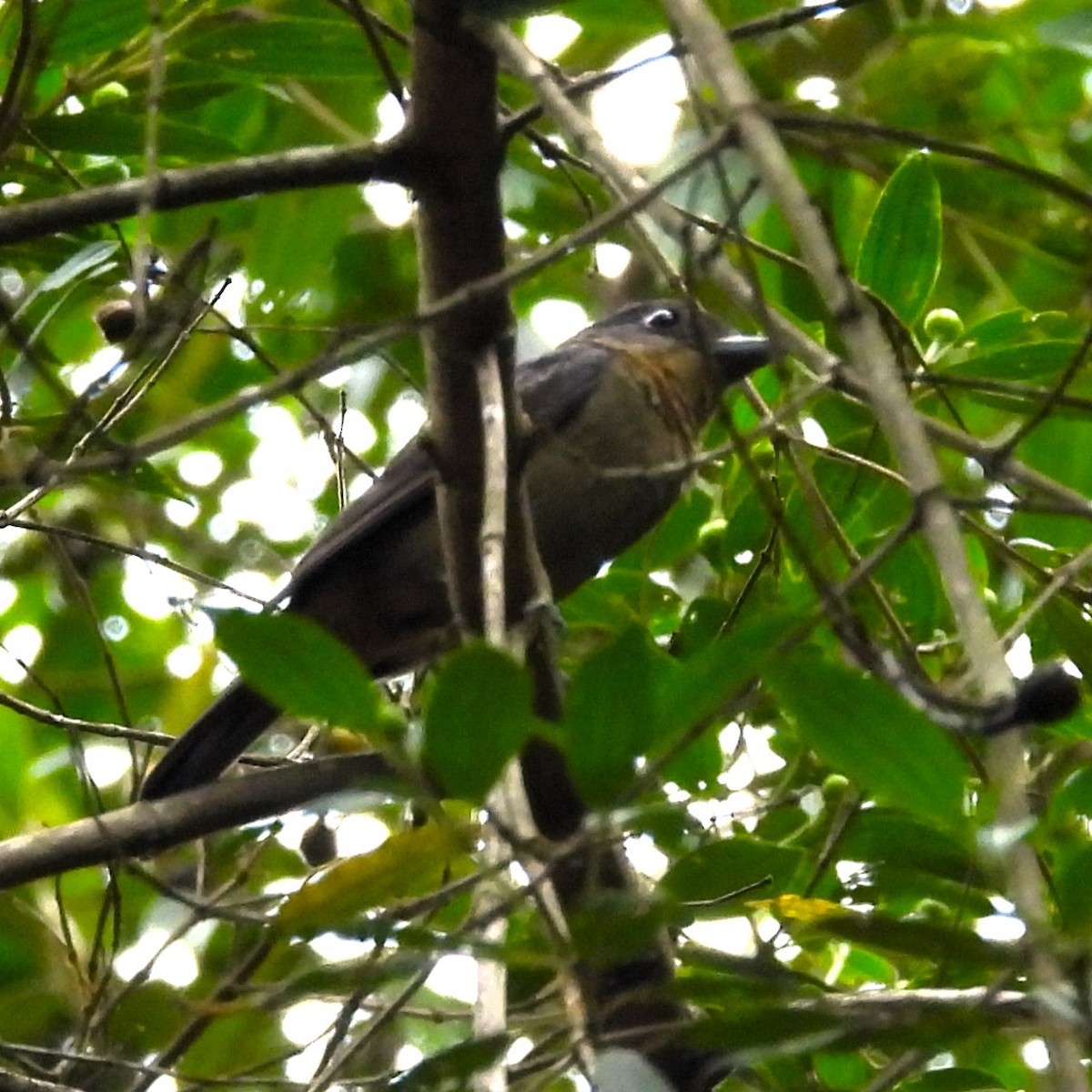 Anambé Grande - ML647071974