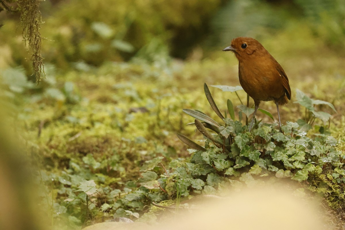 Tororoí Ecuatorial - ML647071975