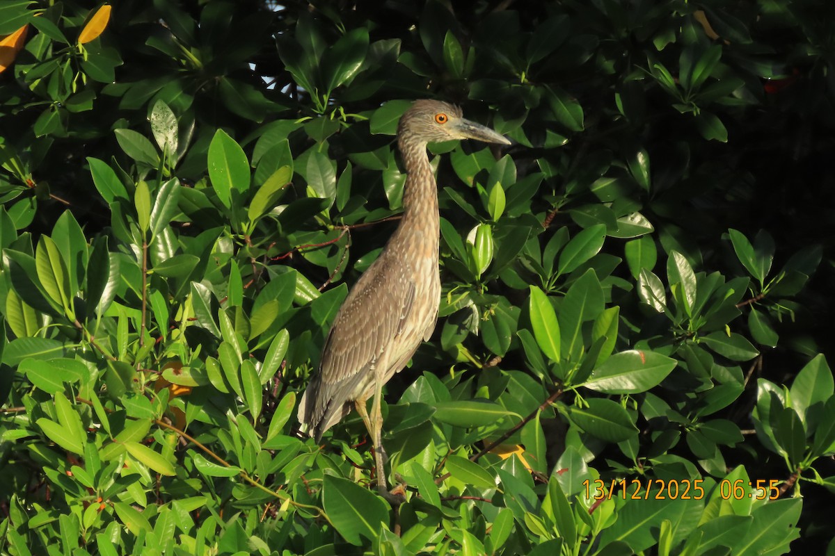 Martinete Coronado - ML647071976