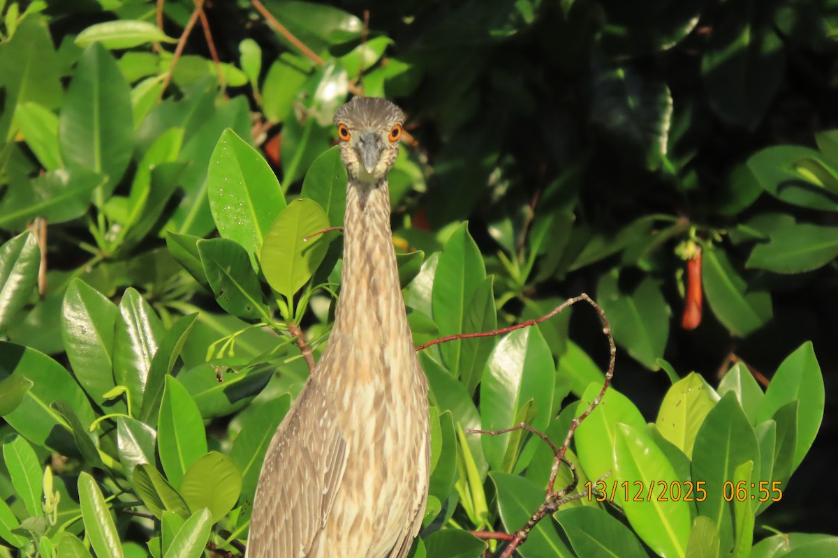 Martinete Coronado - ML647071977