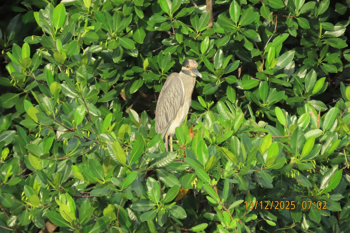 Martinete Coronado - ML647071978