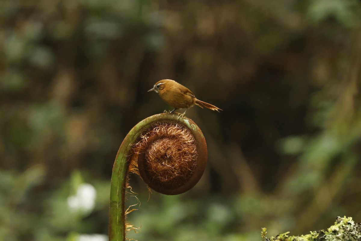 Pijuí Paramero - ML647071979