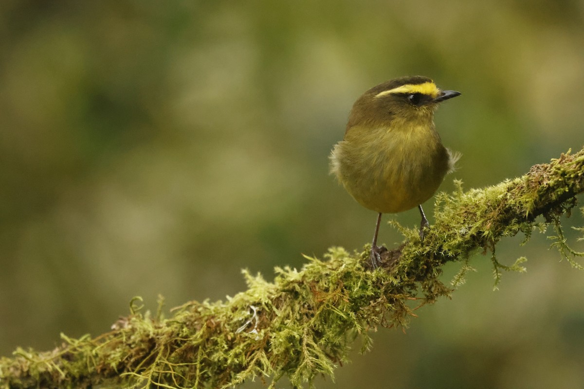 Pitajo Diademado - ML647071982