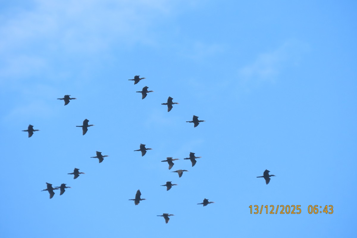 Cormorán Biguá - ML647071983