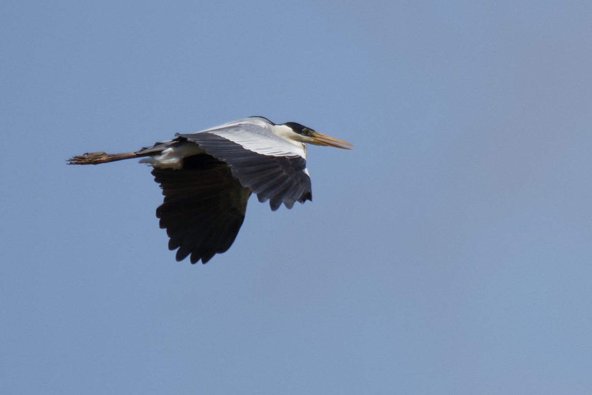 Garza Cuca - ML647071988