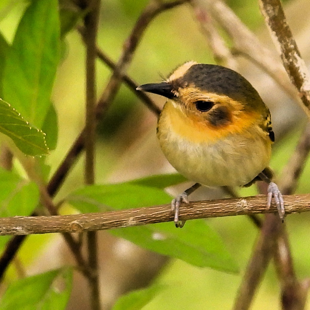 Titirijí Cabecicanela - ML647071989