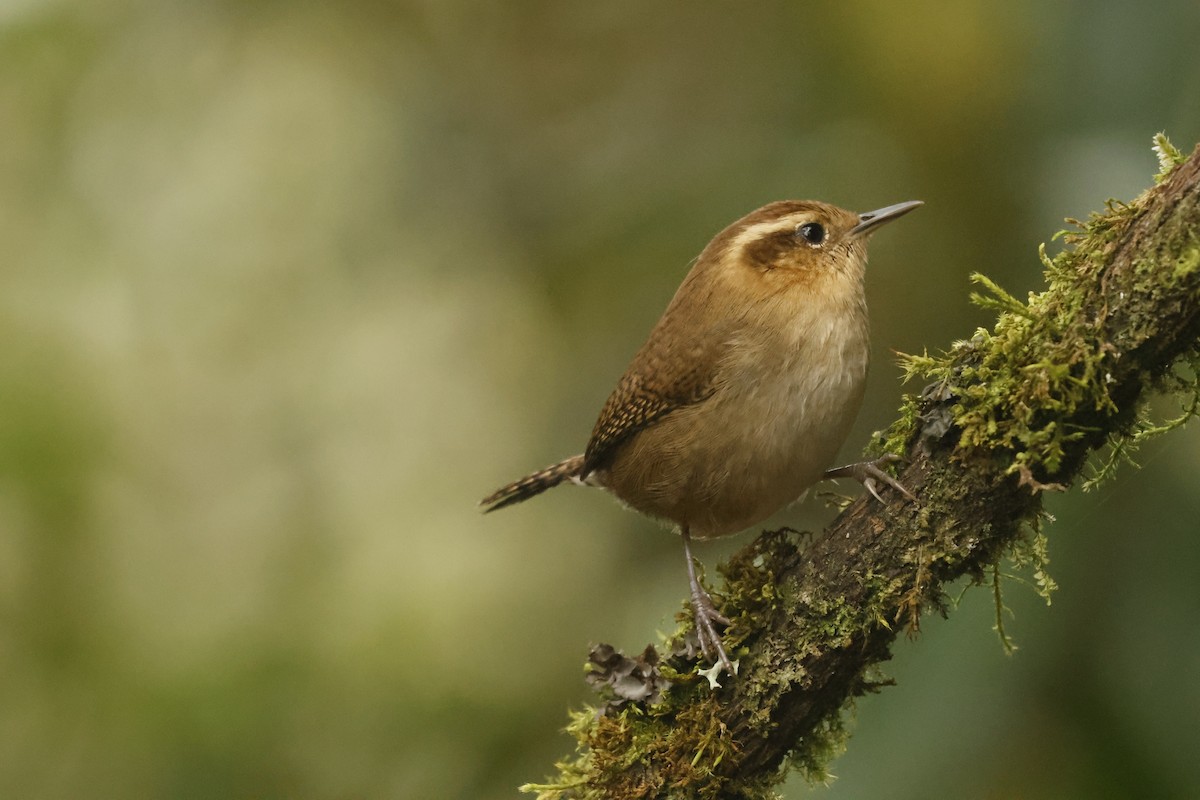 Chochín Montañés - ML647071993