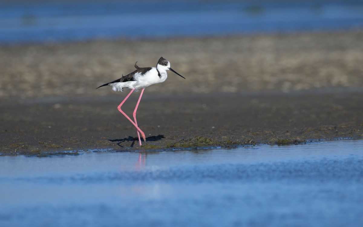 Cigüeñuela Común - ML647071998