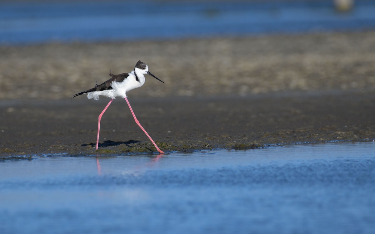 Cigüeñuela Común - ML647071999