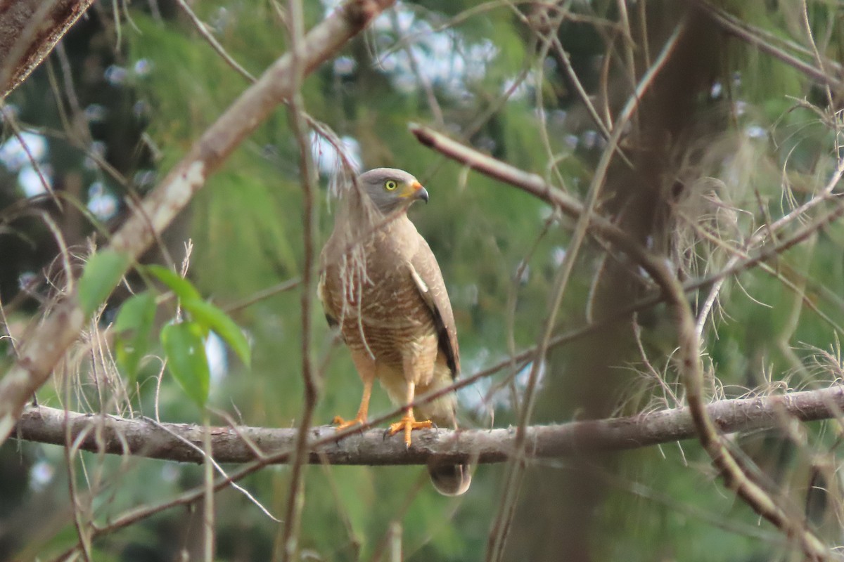 Busardo Caminero - ML647072006