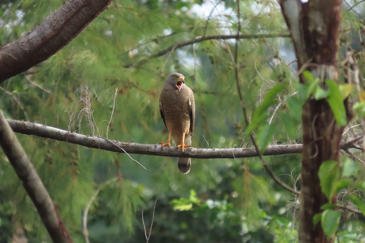 Busardo Caminero - ML647072007