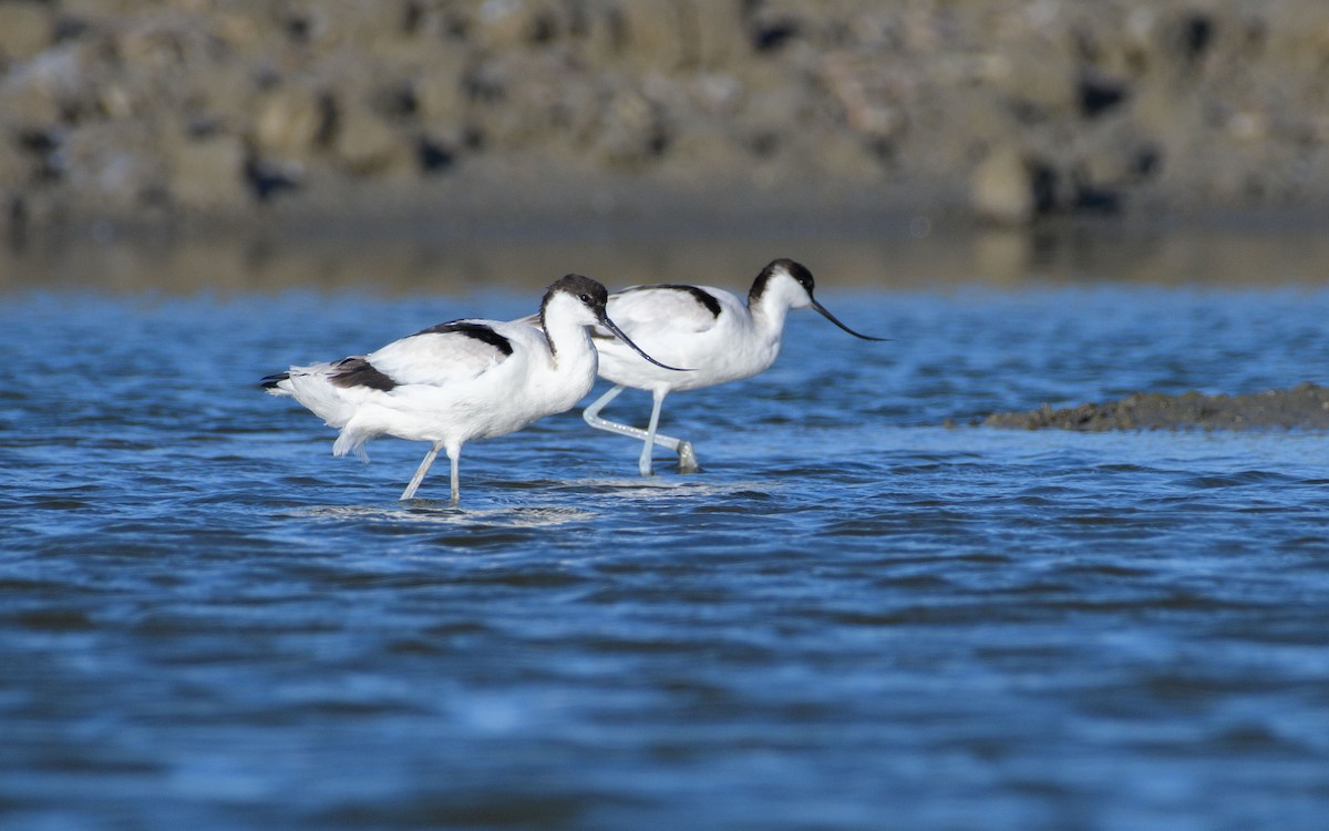 Avoceta Común - ML647072008