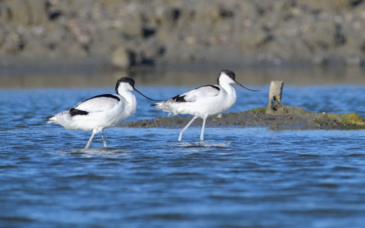 Avoceta Común - ML647072009