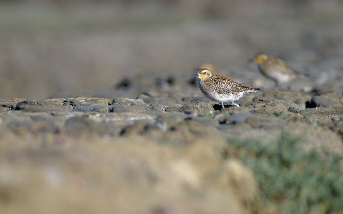 Chorlito Dorado Siberiano - ML647072011