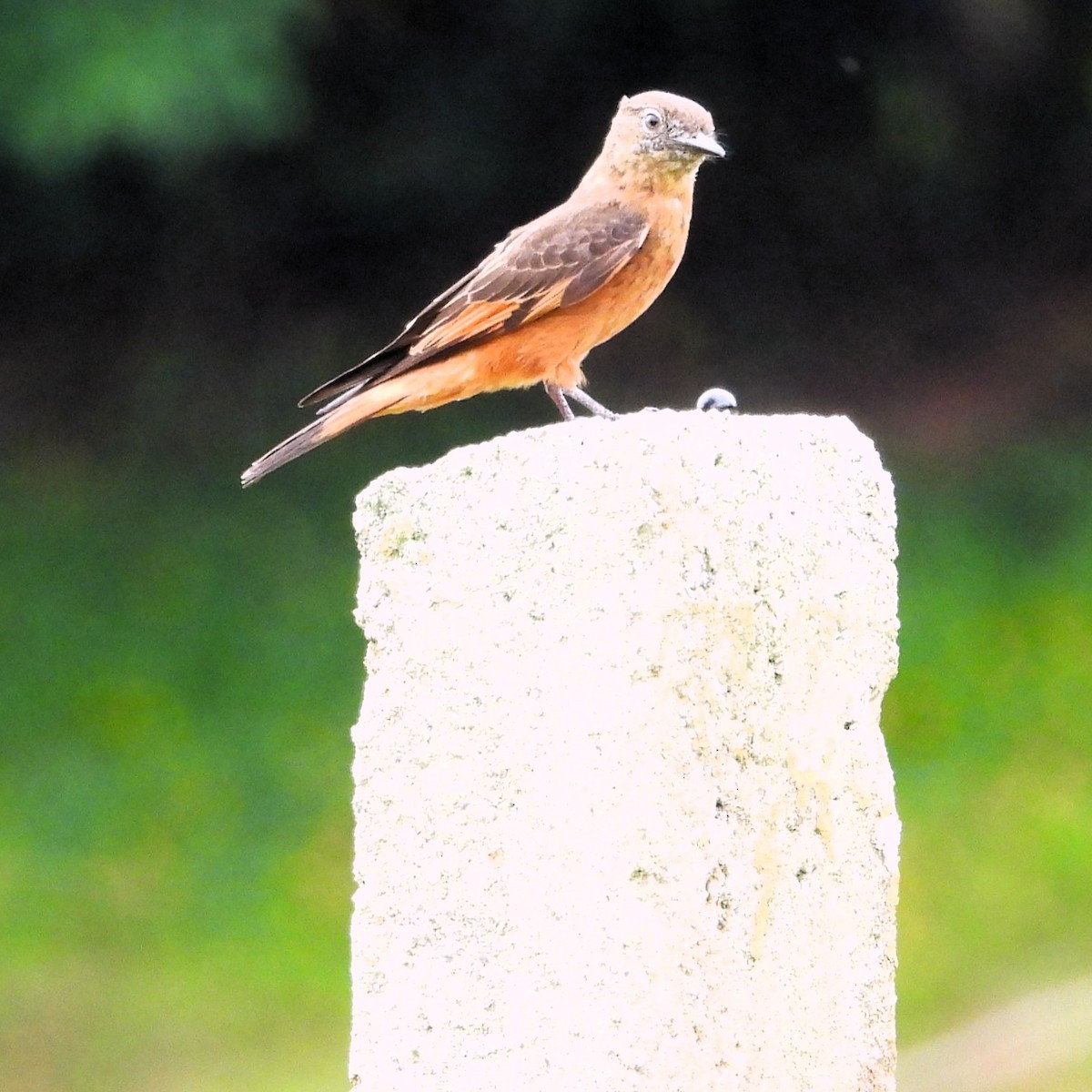 Birro Roquero - ML647072012