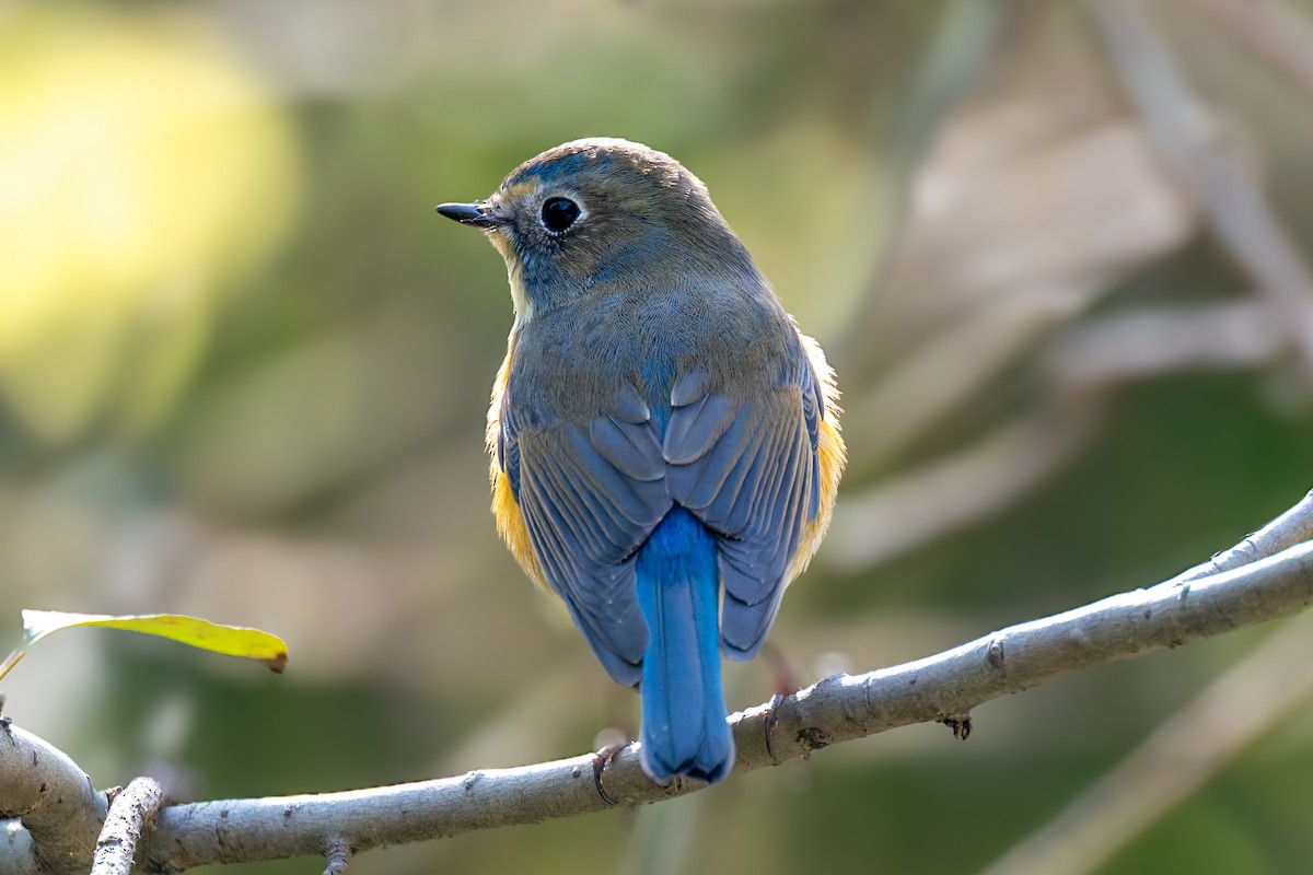 Ruiseñor Coliazul - ML647072014