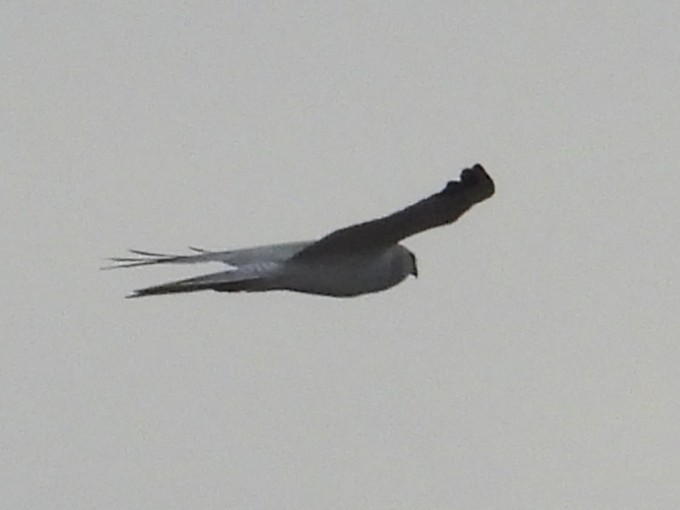 Aguilucho Papialbo - ML647072016