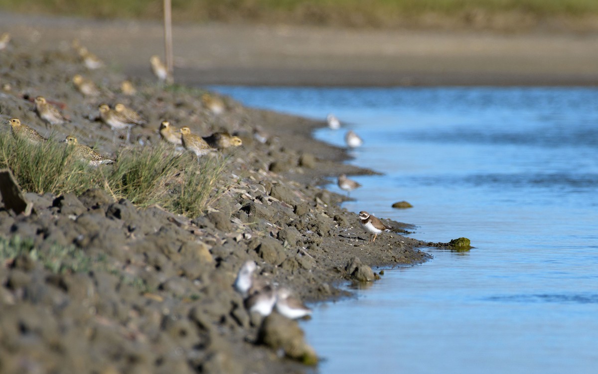 Chorlitejo Grande - ML647072017