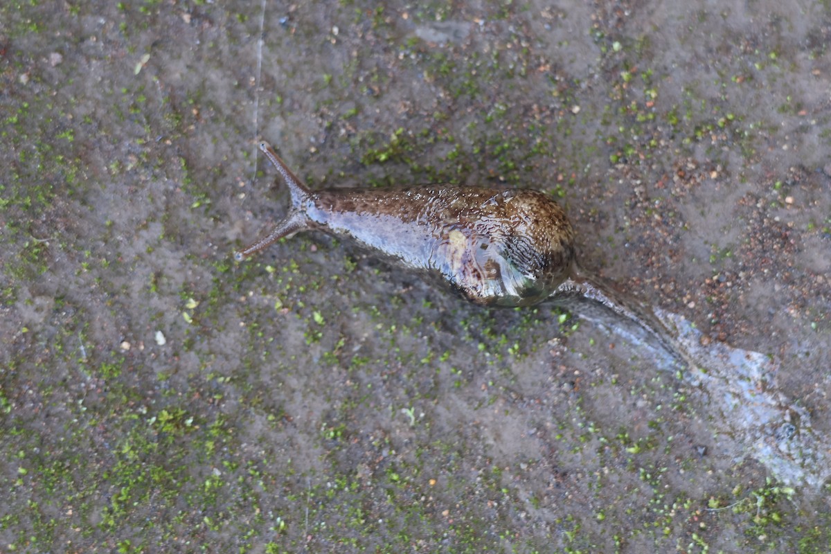 軟體動物門 - ML647072018