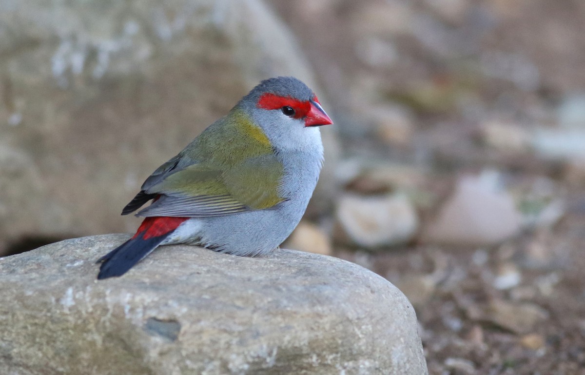 Краснобровая амадина - ML647072022