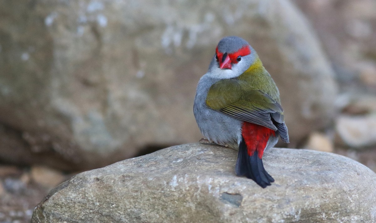 Краснобровая амадина - ML647072023