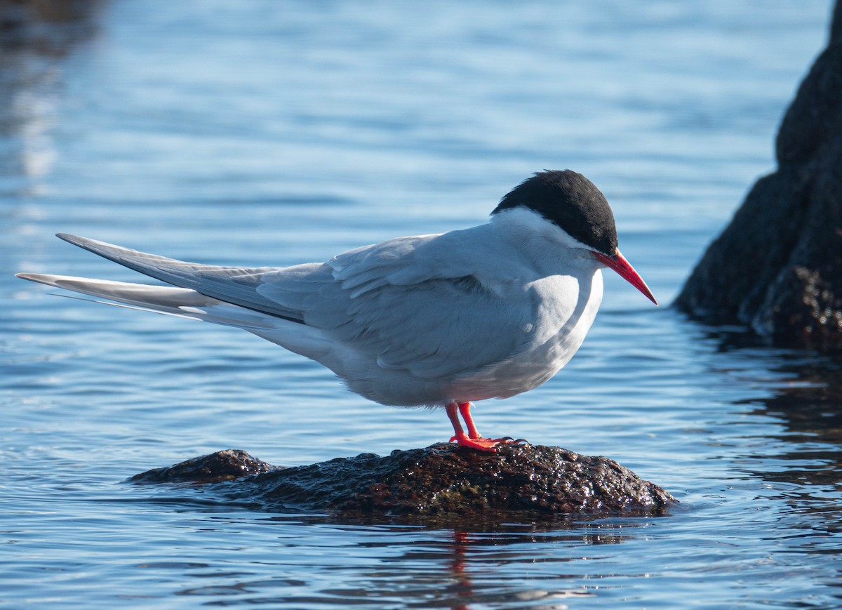Antarctic Tern - ML647072042