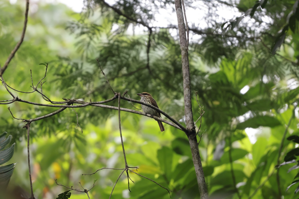 Streaked Flycatcher (Northern) - ML647072043