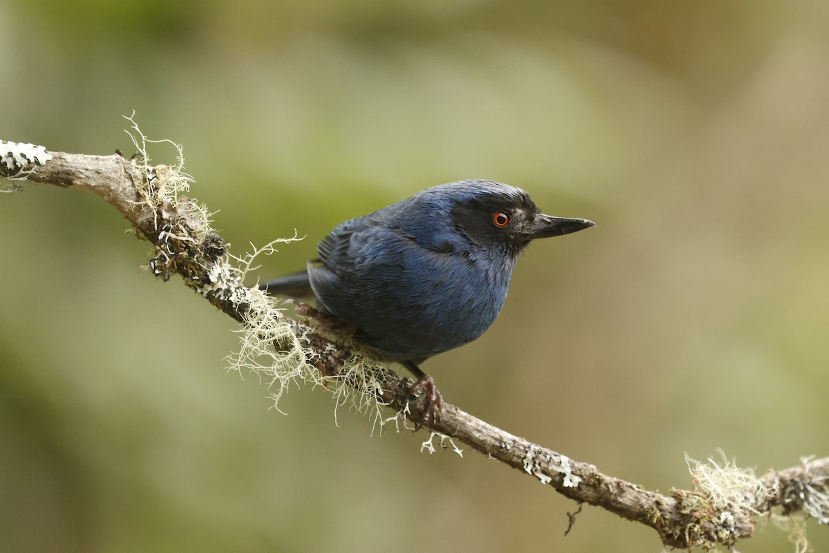 Masked Flowerpiercer - ML647072044
