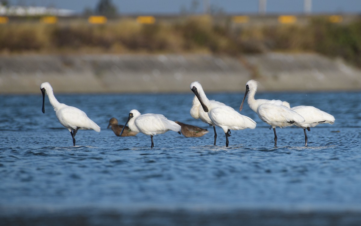 Mokozabal txikia - ML647072045