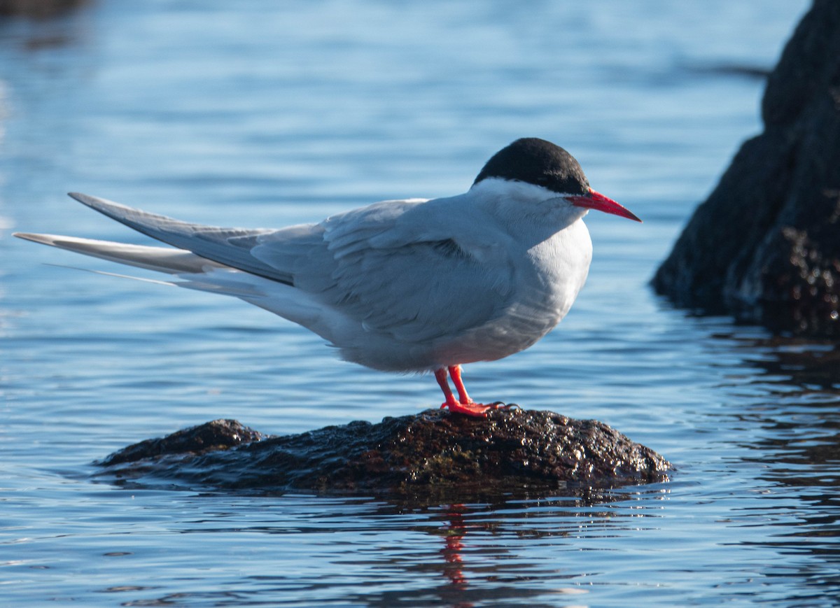 Antarctic Tern - ML647072046