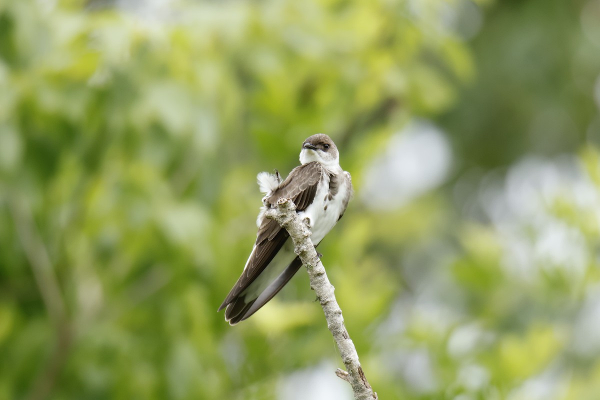 Brown-chested Martin - ML647072047