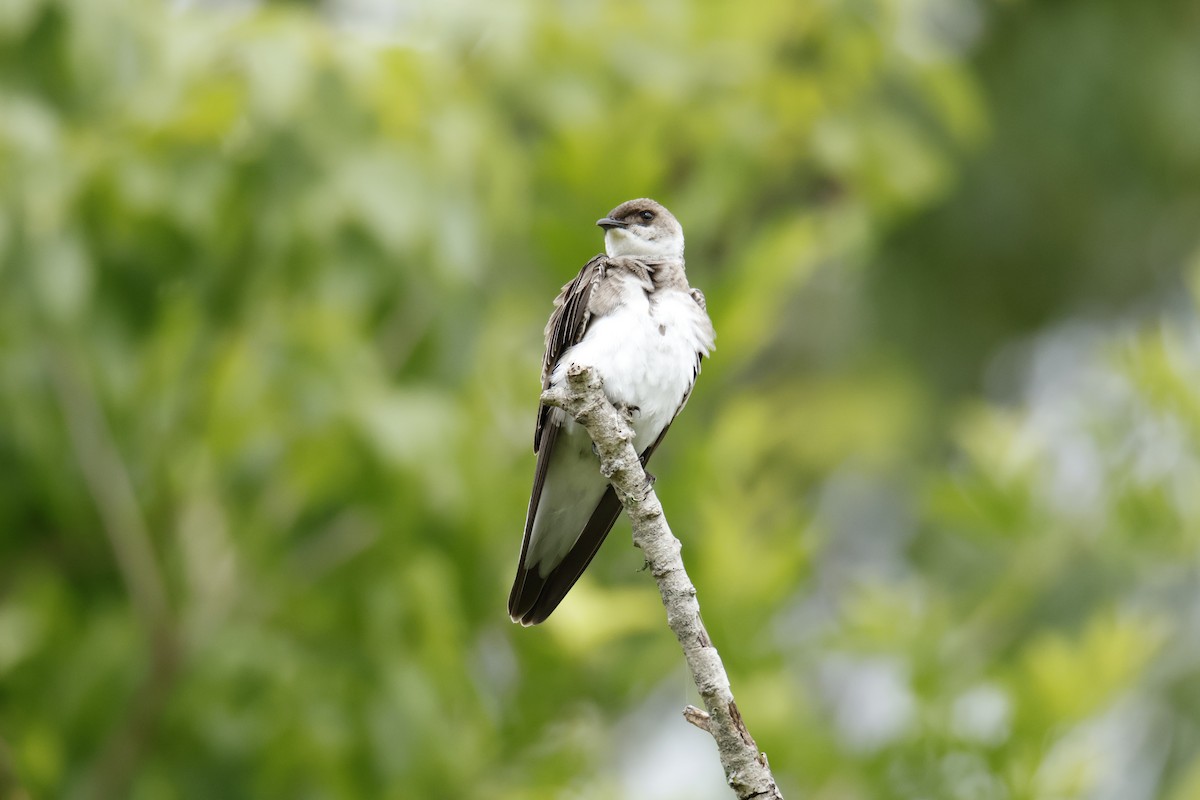 Brown-chested Martin - ML647072048