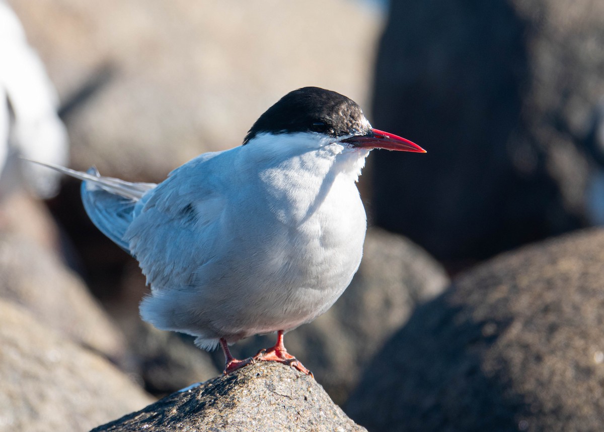 Antarctic Tern - ML647072050